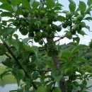 (주)나무연구소 이미지