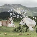 금곡동반려견놀이터 이미지