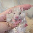 햄스터 라운지 이미지