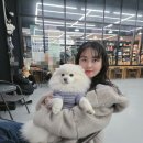 견달산로 | 고양 일산 포메3살의 따띠의 펫츠힐 후기｜대형 애견운동장 + 실내 플레이존 + 실내 강아지 수영장 있는...
