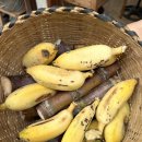 코끼리세탁 이미지