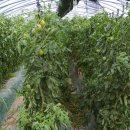 수봉농장 이미지