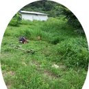 분홍 농장 이미지