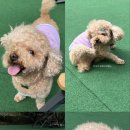 보노도그 이미지