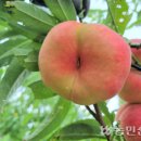 새빛 이미지