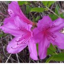 영산홍민박 이미지