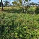 일과리 지석묘 이미지