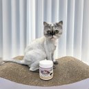 고양이 치석관리 ::고양이 양치 프로덴플라그오프 소프트츄 2주 급여후기