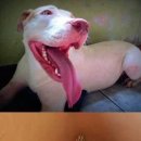 천사강아지 이미지