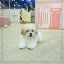 달링하이 강아지분양 창원점 | 달링하이울산에서 만난 새로운 가족, 따뜻했던 울산강아지분양 후기