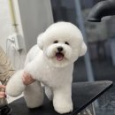 희야네 애견미용실 이미지