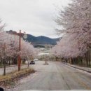 경보식당 네이버블로그