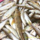 문정초등학교 이미지