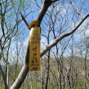 일봉목장 | 2021.04.08. 나주 덕룡산 불회사 비자나무 숲과 동백숲 그리고 생명의 봄철 야생화