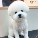 펫미용 이미지