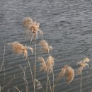 FAFAN
