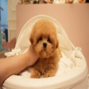 대구강아지분양 럽댕 이미지