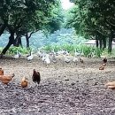 청초농장 이미지