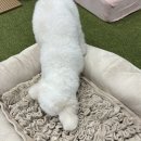 아이러브도그 이미지