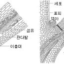 한국춘란과 연부병(軟腐病/무름병,Bacterial Soft Rot )/06 이미지