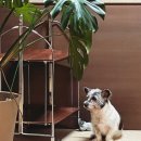 몽트라슈 이미지