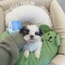 파밀리에드마스코타 천안두정점 천안강아지분양 천안고양이분양 이미지