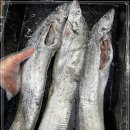 금갈치은고등어 이미지