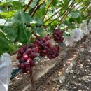 바인스타 이미지