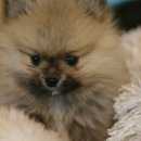 제일애견 이미지