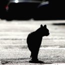 고양이발 이미지