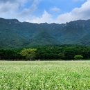 메밀꽃필무렵 이미지