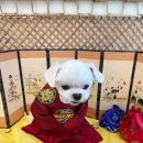 그루멍캡틴 이미지