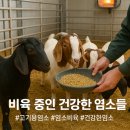 성기 농장 | [흑염소·보어염소 출산 이후 관리부터 비육까지 완전정복] 출산 직후부터 체중증가 전략까지, 염소관리법!