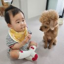 바다랑포도펜션 | 대부바다향기테마파크 아이와 애견 동반 여행 후기
