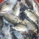 토종약초건강원 이미지