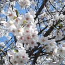 섬진강매화로 이미지