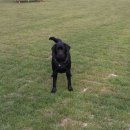 랩도그빌 이미지