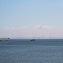 춤추는갈매기 이미지