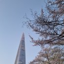 더빛나는조명전기 | 서울 야경 맛집 '석촌호수', 조명 아래 더 빛나는 야간 벚꽃 산책 후기