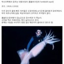 멕시코 대왕오징어의 위험성 이미지