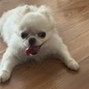 이소영동물병원 이미지