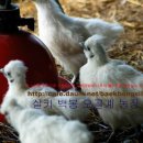 백봉농장 이미지