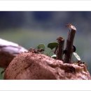 개미농장 이미지