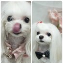 쭈스타일 이미지