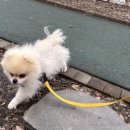 도그 프렌즈 이미지