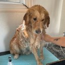 김포 보스독 이미지