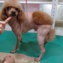 피닉스 동물병원 이미지