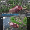 어린이날 경남 진주의 한 도로에서 '빨간 양파망'에 담긴 채 버려져 있던 새끼 강아지 9마리 이미지