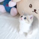 뮤뮤캣 이미지
