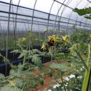 수정벌마야 이미지